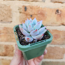 Load image into Gallery viewer, Echeveria Iceberg - 66mm

