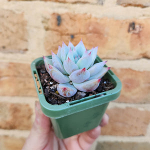 Echeveria Iceberg - 66mm