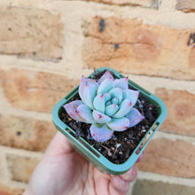 Load image into Gallery viewer, Echeveria Iceberg - 66mm
