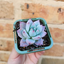 Load image into Gallery viewer, Echeveria Iceberg - 66mm
