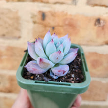Load image into Gallery viewer, Echeveria Iceberg - 66mm
