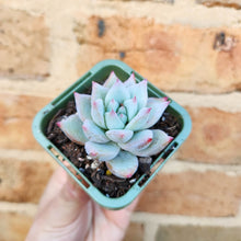 Load image into Gallery viewer, Echeveria Iceberg - 66mm
