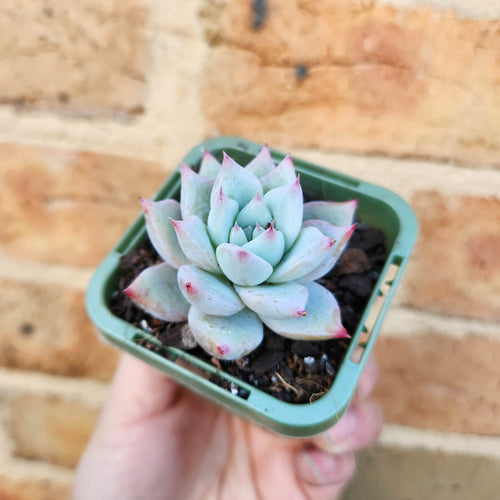Echeveria Iceberg - 66mm