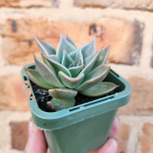 Load image into Gallery viewer, Echeveria Jade Star - 66mm
