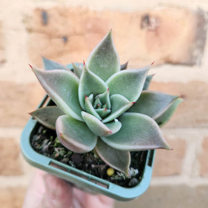 Echeveria Jade Star - 66mm