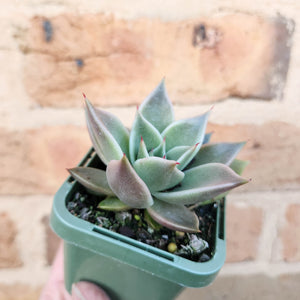 Echeveria Jade Star - 66mm