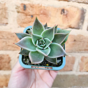 Echeveria Jade Star - 66mm