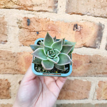 Load image into Gallery viewer, Echeveria Jade Star - 66mm
