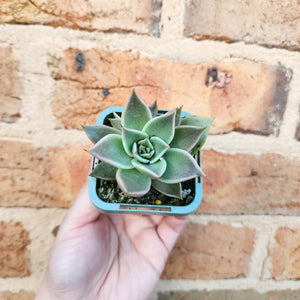 Echeveria Jade Star - 66mm