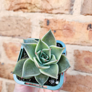 Echeveria Jade Star - 66mm