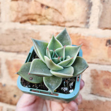 Load image into Gallery viewer, Echeveria Jade Star - 66mm
