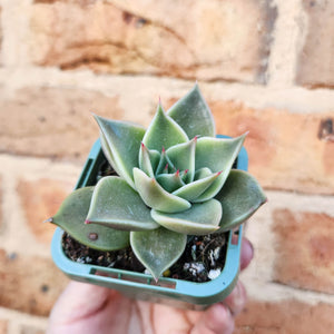 Echeveria Jade Star - 66mm
