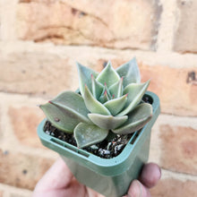 Load image into Gallery viewer, Echeveria Jade Star - 66mm

