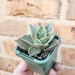 Echeveria Jade Star - 66mm
