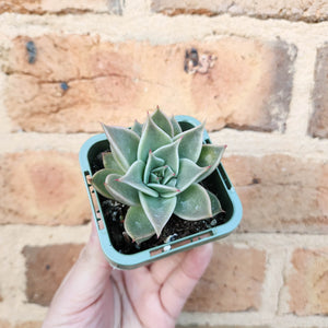 Echeveria Jade Star - 66mm