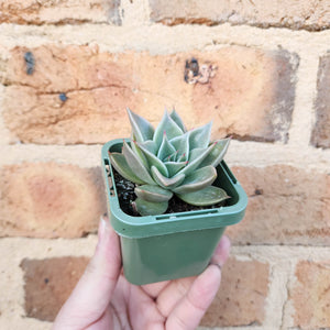 Echeveria Jade Star - 66mm