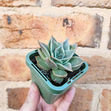 Load image into Gallery viewer, Echeveria Jade Star - 66mm
