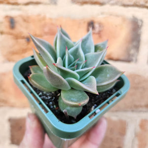 Echeveria Jade Star - 66mm