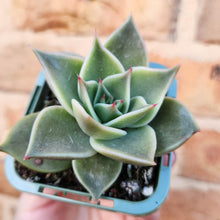 Load image into Gallery viewer, Echeveria Jade Star - 66mm
