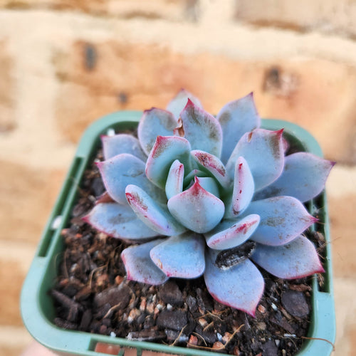 Echeveria Lawrence (Long Leaf Form) - 66mm