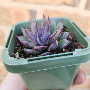 Echeveria Lilac Echo - 66mm