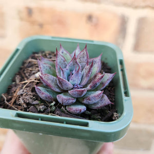 Echeveria Lilac Echo - 66mm