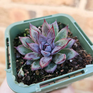 Echeveria Lilac Echo - 66mm