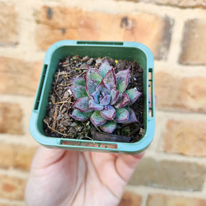 Echeveria Lilac Echo - 66mm