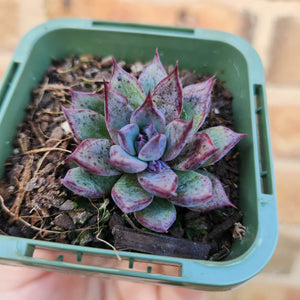 Echeveria Lilac Echo - 66mm