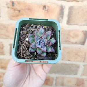 Echeveria Lilac Echo - 66mm