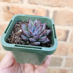 Echeveria Lilac Echo - 66mm