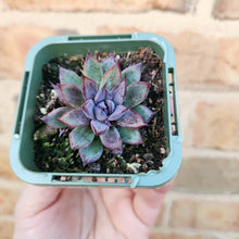 Load image into Gallery viewer, Echeveria Lilac Echo - 66mm
