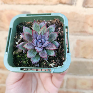 Echeveria Lilac Echo - 66mm