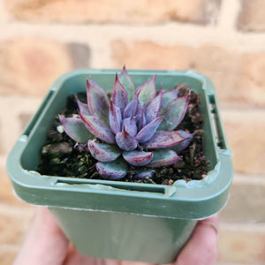 Echeveria Lilac Echo - 66mm