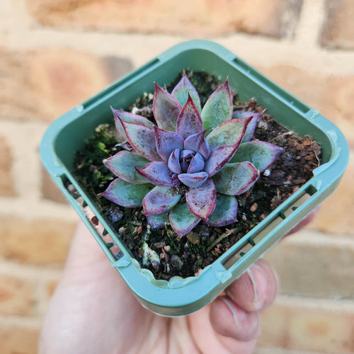 Echeveria Lilac Echo - 66mm