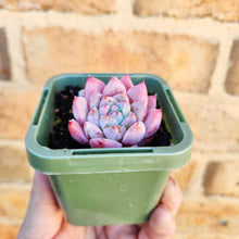 Load image into Gallery viewer, Echeveria Pink Champagne - 66mm
