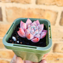 Load image into Gallery viewer, Echeveria Pink Champagne - 66mm
