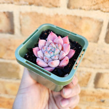 Load image into Gallery viewer, Echeveria Pink Champagne - 66mm
