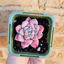 Load image into Gallery viewer, Echeveria Pink Champagne - 66mm
