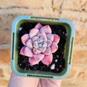 Echeveria Pink Champagne - 66mm