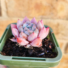 Load image into Gallery viewer, Echeveria Pink Champagne - 66mm
