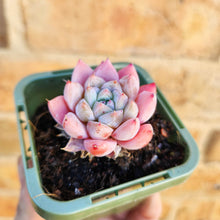 Load image into Gallery viewer, Echeveria Pink Champagne - 66mm
