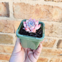 Load image into Gallery viewer, Echeveria Pink Champagne - 66mm
