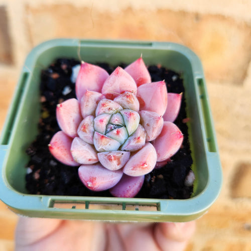 Echeveria Pink Champagne - 66mm