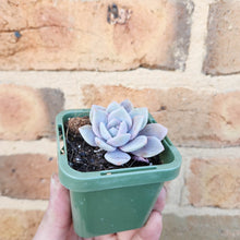 Load image into Gallery viewer, Echeveria Pink Laui - 66mm
