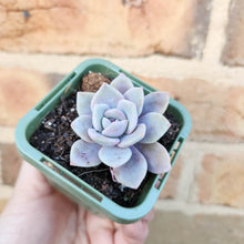 Load image into Gallery viewer, Echeveria Pink Laui - 66mm
