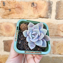 Load image into Gallery viewer, Echeveria Pink Laui - 66mm
