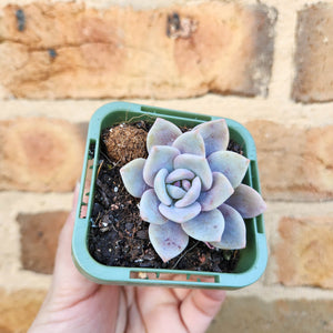 Echeveria Pink Laui - 66mm