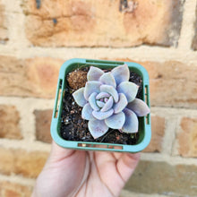 Load image into Gallery viewer, Echeveria Pink Laui - 66mm
