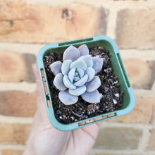 Load image into Gallery viewer, Echeveria Pink Laui - 66mm
